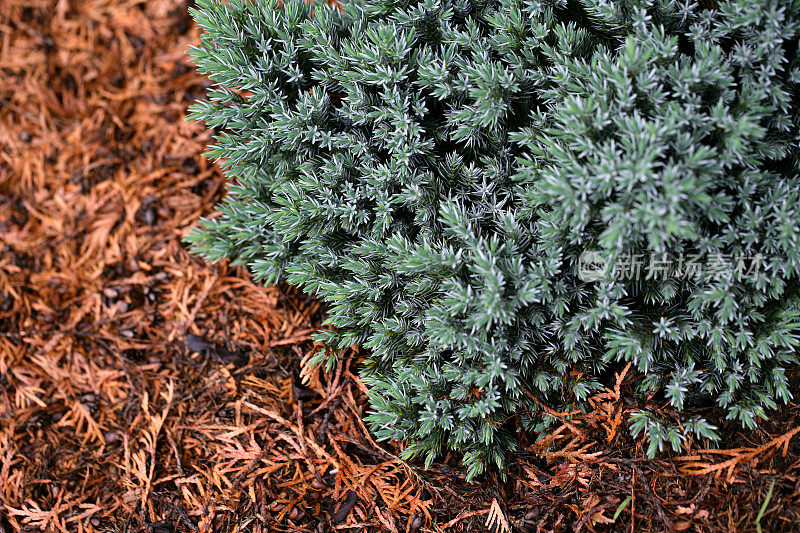 蓝矮杜松(juniperus squamata)